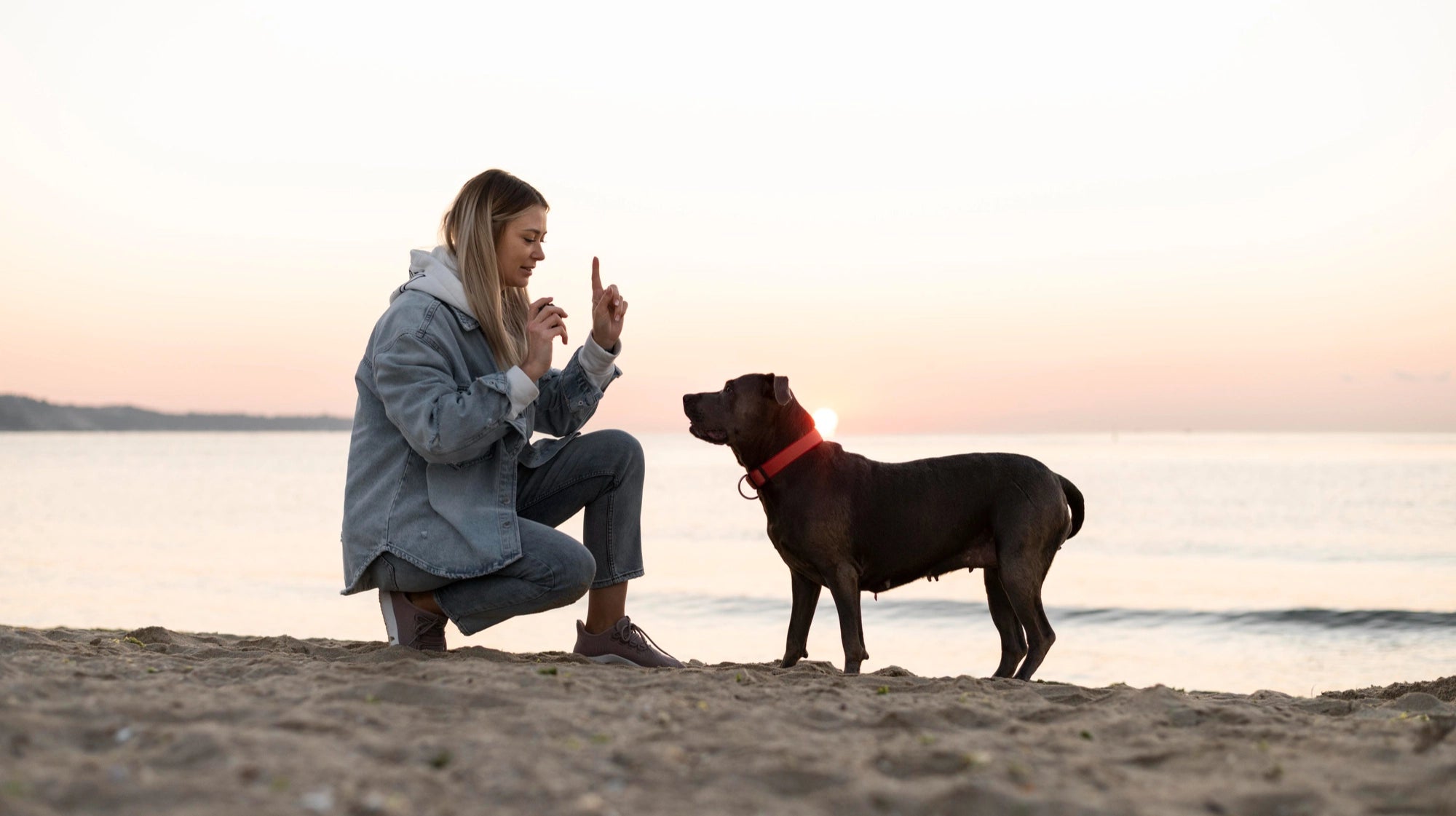 DOG-BOXX_Die_7_goldenen_Regeln_der_Hundeerziehung